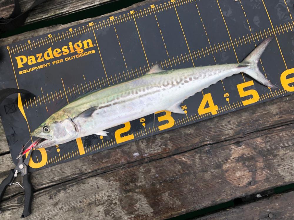 はとう渡船はサイコー