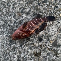 キジハタゲーム