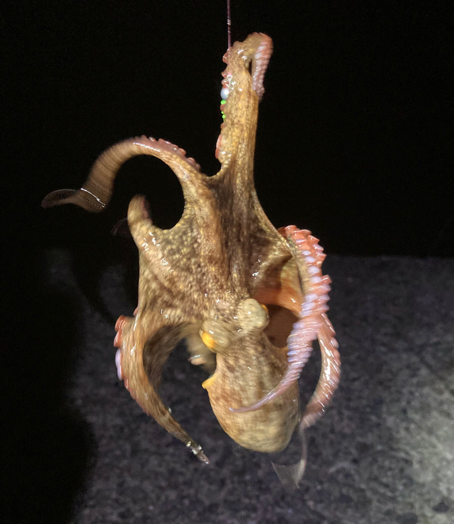 まさかの、タコ　(^o^)