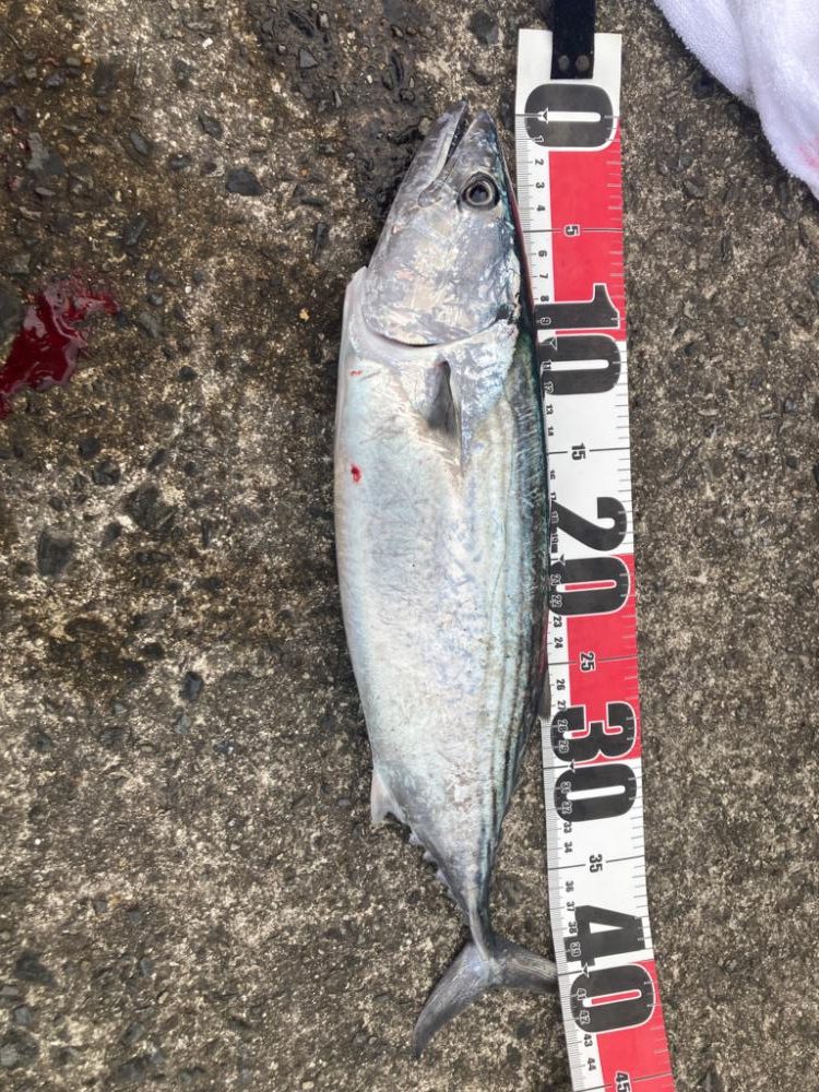 ショアジギング