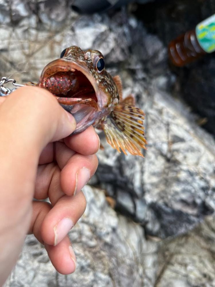 真夏の真昼間根魚探し