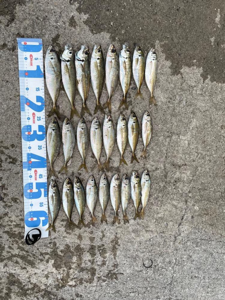 夜フロート〜朝マズメジグ単