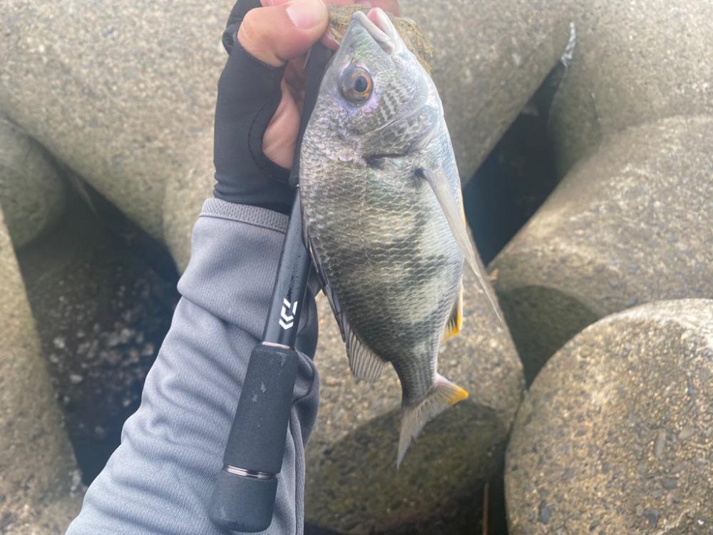 チニング 楽しい