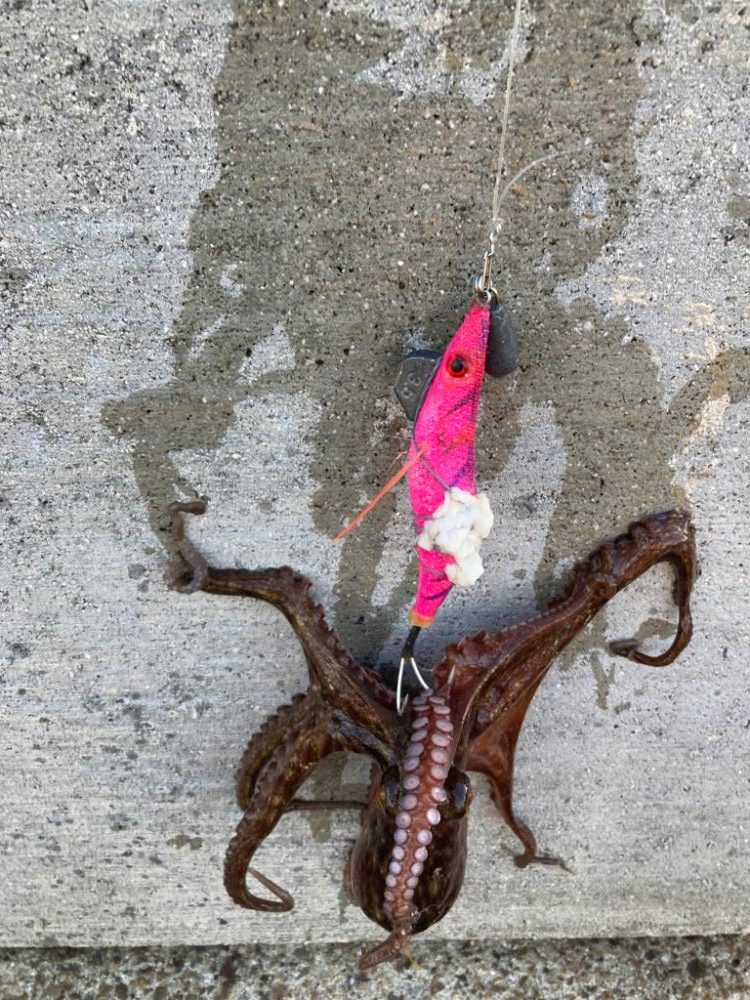 ⭐︎SDGsタコ釣行