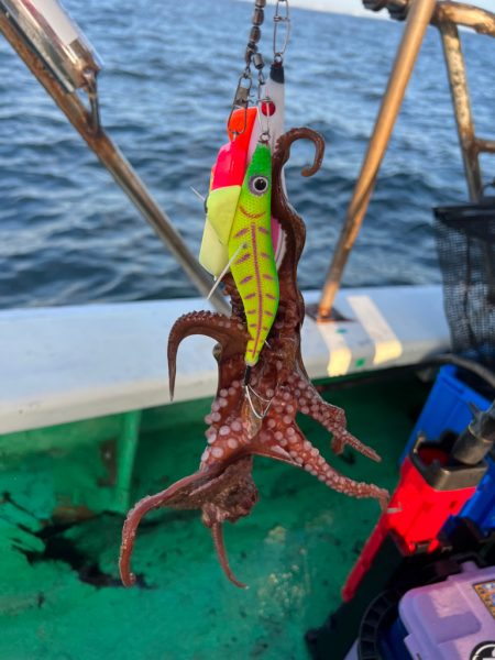 明石エギタコ🐙