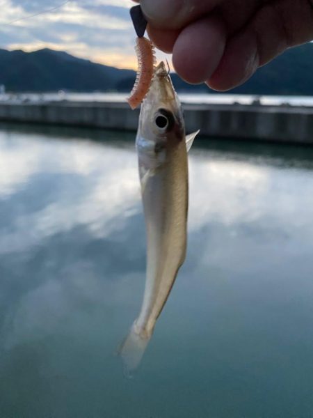 アジング…のつもりが…