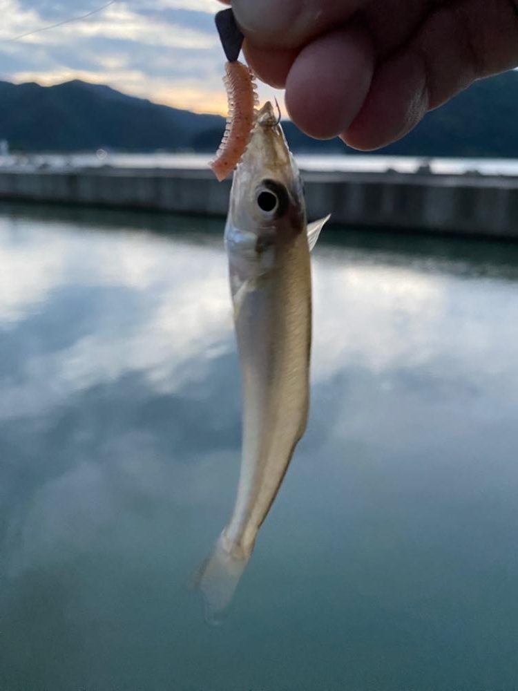 アジング…のつもりが…