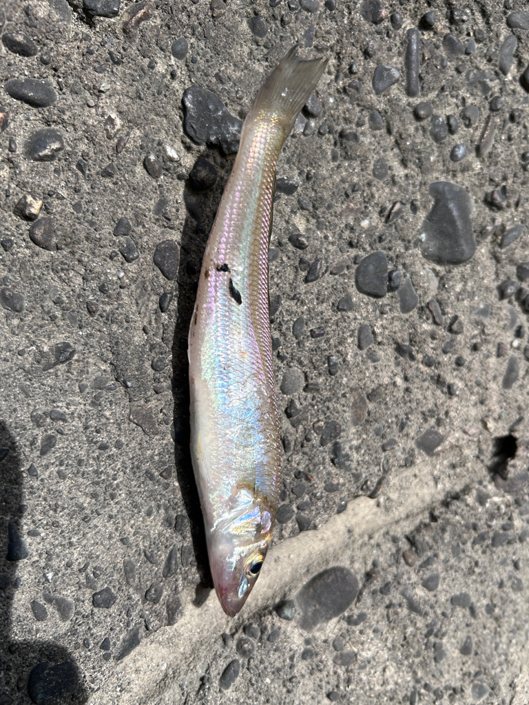 4魚種狙うも、、、