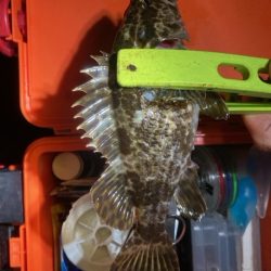 メバリング、アジング