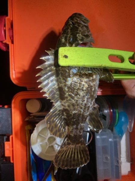 メバリング、アジング