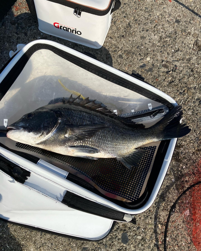 エビ撒き釣りでグレ&チヌ