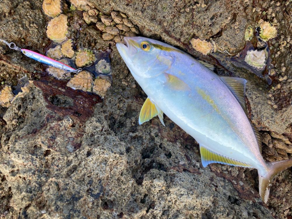 ネリゴ、ハガツオゲット