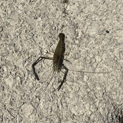 手長エビ釣り｜居場所見つけたら大連チャン