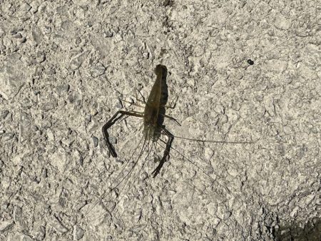 手長エビ釣り｜居場所見つけたら大連チャン