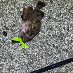 梅雨メバル完全終了！