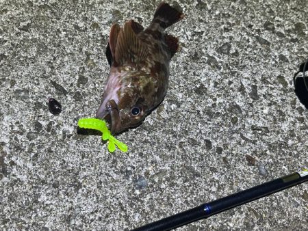 梅雨メバル完全終了！