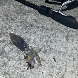 短時間タコで何とか！ヒイカも何とか釣れたけど・・・