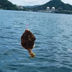 カワハギ狙うが、ちびアコウの猛攻