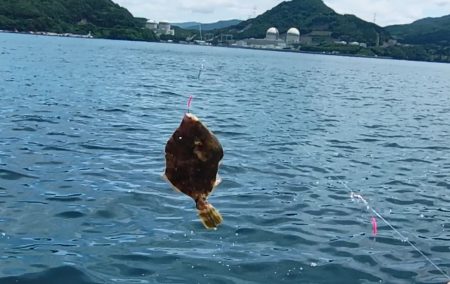 カワハギ狙うが、ちびアコウの猛攻