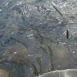 小鮎釣りの川、知内川で鮎イング