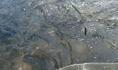 小鮎釣りの川、知内川で鮎イング
