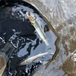 石田川で鮎イングから友釣へ