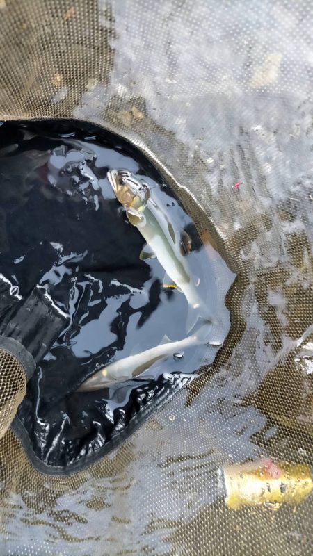 石田川で鮎イングから友釣へ