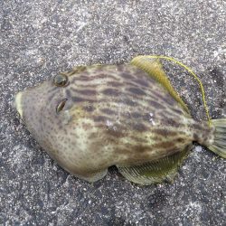 ちょい投げシロギス