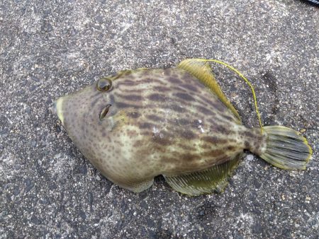 ちょい投げシロギス