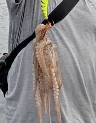 オクトパッシング