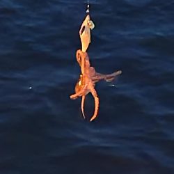 オクトパッシング