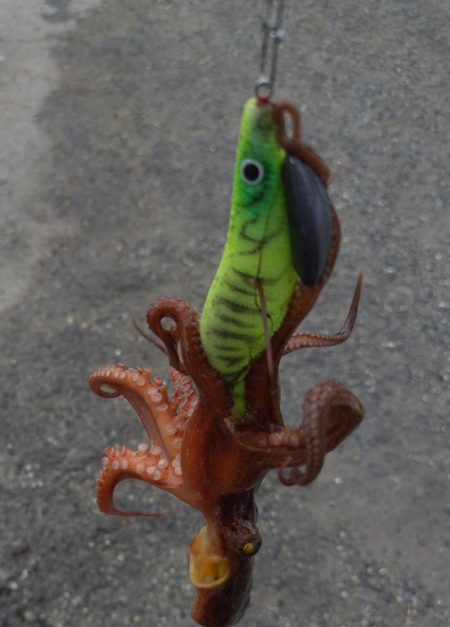 オクトパッシング