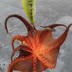 オクトパッシング