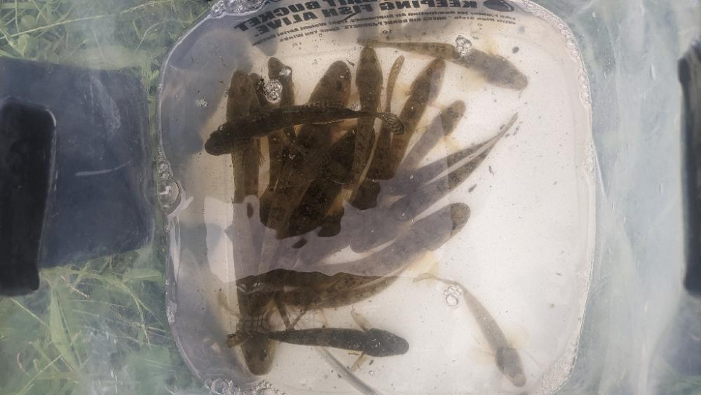 旧中川 ハゼ 2023初日