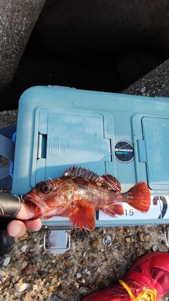 穴釣りは楽しい