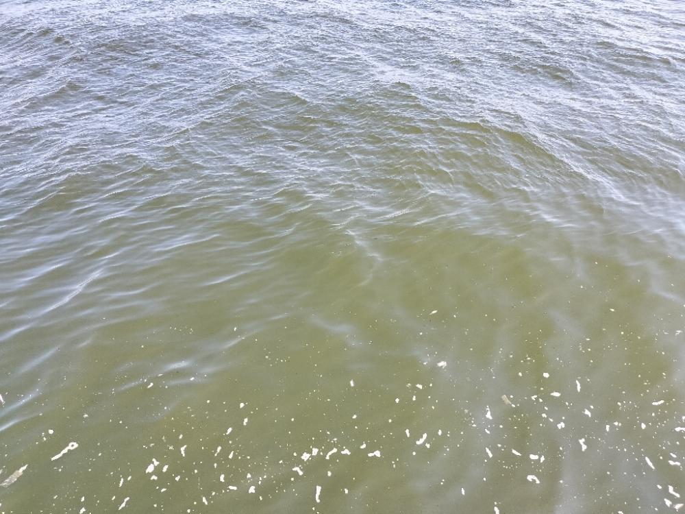 大きいサバ！！