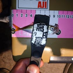 今夜も豆アジング