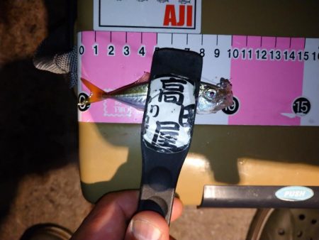 今夜も豆アジング