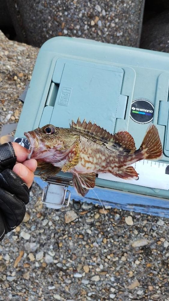 ハマりました♪