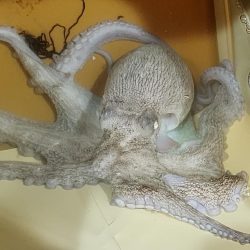 オクトパッシング