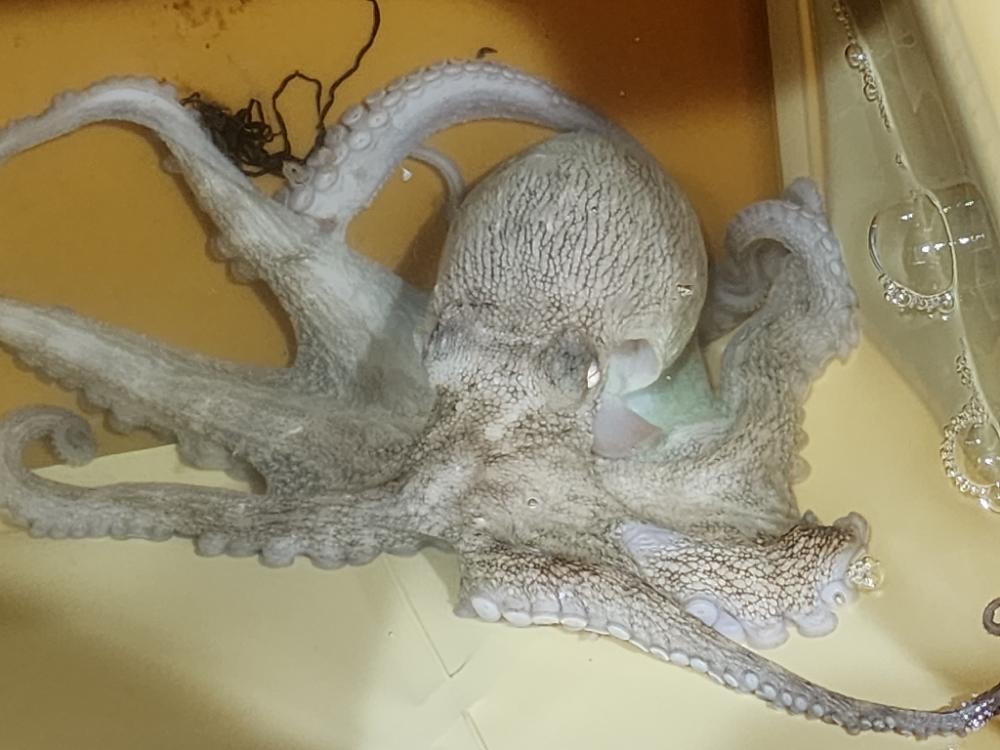 オクトパッシング