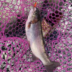 釣食浪漫 ~再びサクラマスゲットなるか!~