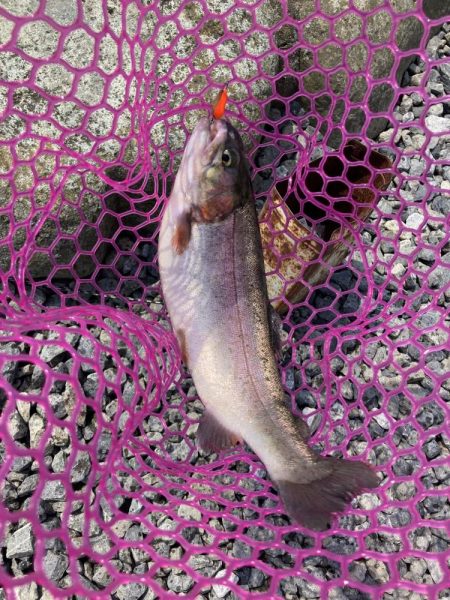 釣食浪漫 ～再びサクラマスゲットなるか！～…