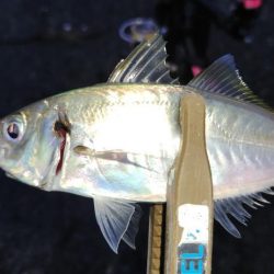 まだまだアジはおりますなぁ～