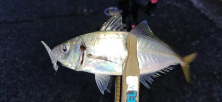 まだまだアジはおりますなぁ～