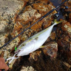 鰤っちやいました