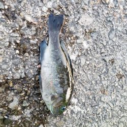 おおサバが釣りたくて