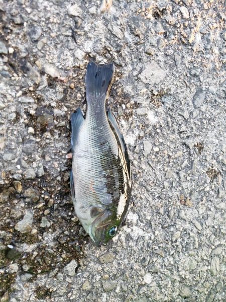 おおサバが釣りたくて