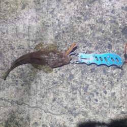 長くて飛ぶヤツ