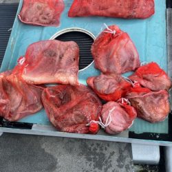 天草タコ釣りに行ってきました